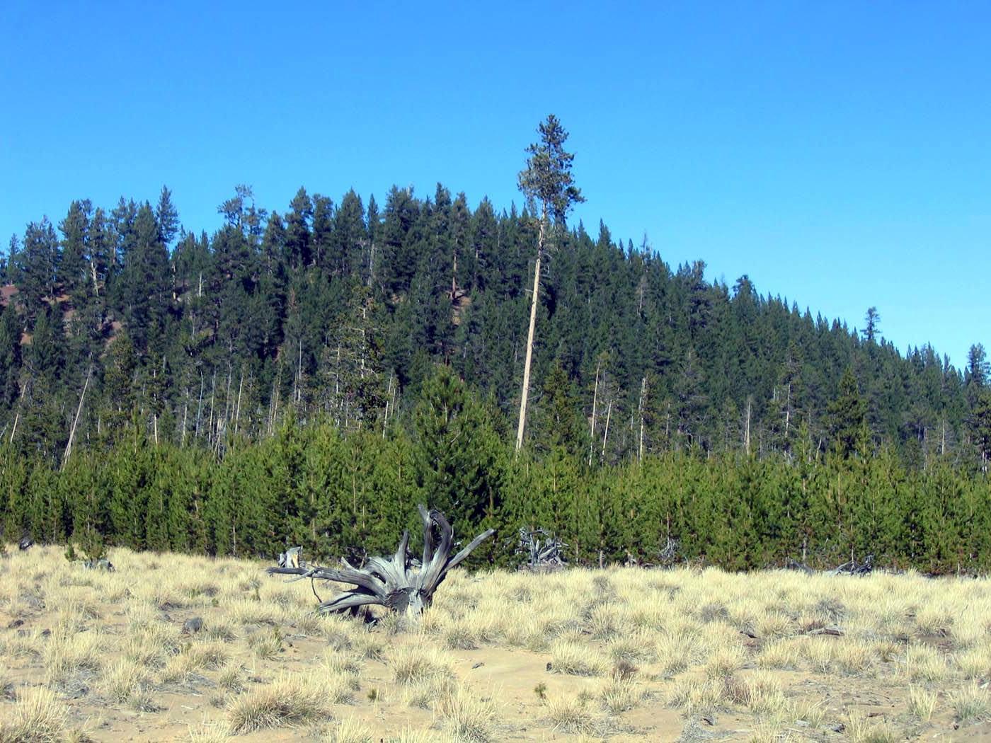 Wechee Butte RNA RBrainerd